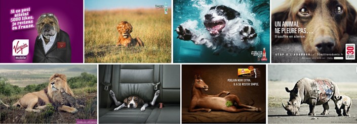 les animaux la pub les animaux la pub