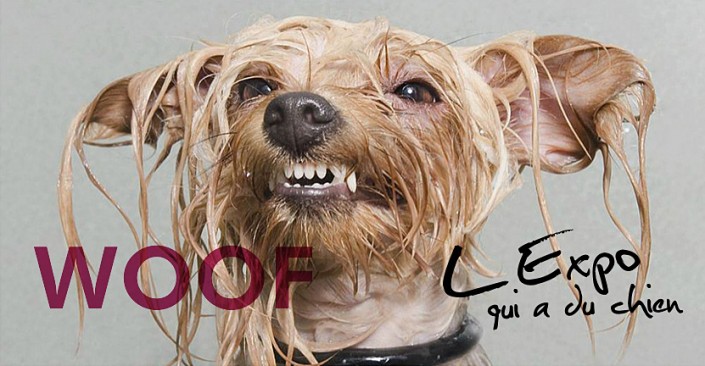 woof l expo woof l expo