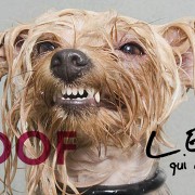 woof l expo